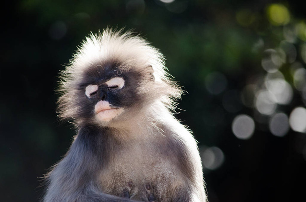 Мавпа сутінкову лист
 - Фото, зображення