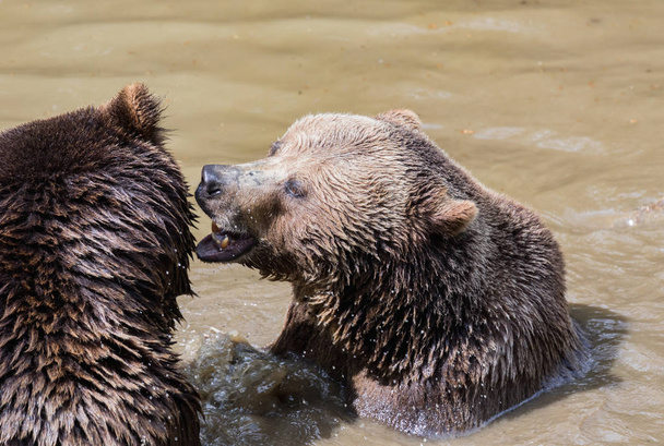 Ruskea karhu pari halailemassa vedessä. Kaksi ruskeaa karhua leikkii vedessä.
. - Valokuva, kuva