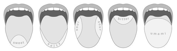 A nyelv ízlelőbimbók öt íz területek - Vektor, kép