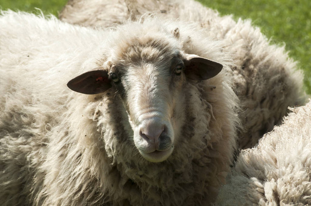 Shaggy sheep closeup - Photo, Image