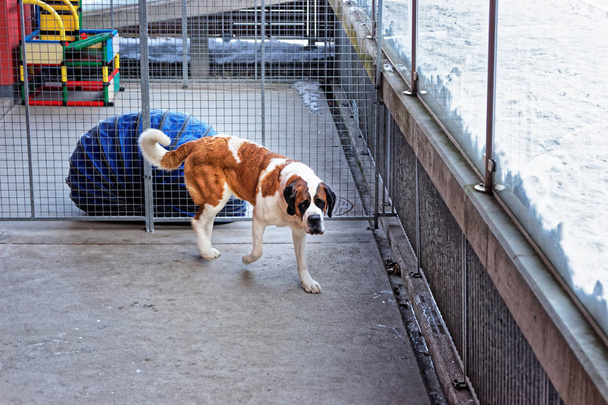 Saint Bernard dog in breeding kennel at Martigny - Foto, Bild