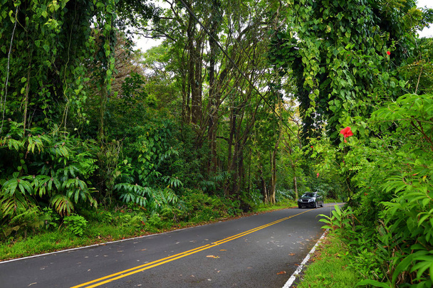 Road to Hana through tropical rainforest - 写真・画像