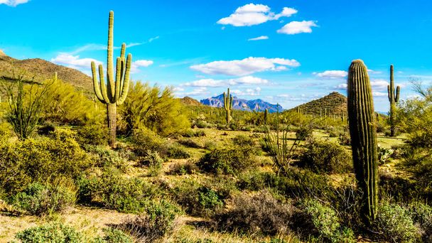 Saguaro, Jr., peptydu kompleks drukarek i kaktusy beczkowate w Usery góry Reginal Park w pobliżu Phoenix Arizona - Zdjęcie, obraz