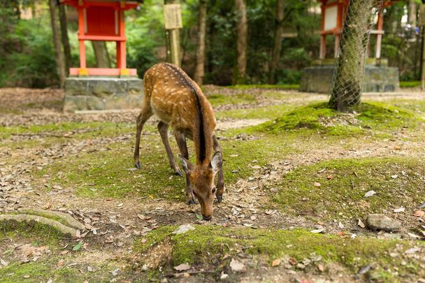Parkta ot yiyen geyik - Fotoğraf, Görsel