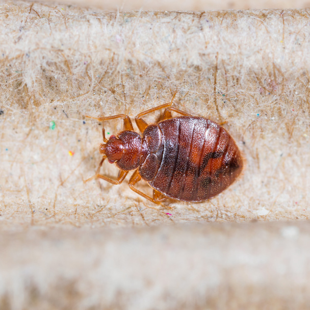 Close up adult cimex hemipterus on corrugated recycled paper, bedbug, blood sucker - Photo, Image