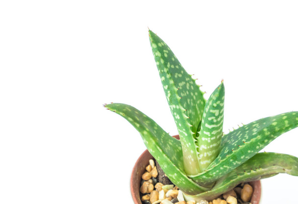 Closeup aloe vera plant in pot on white background - Photo, image