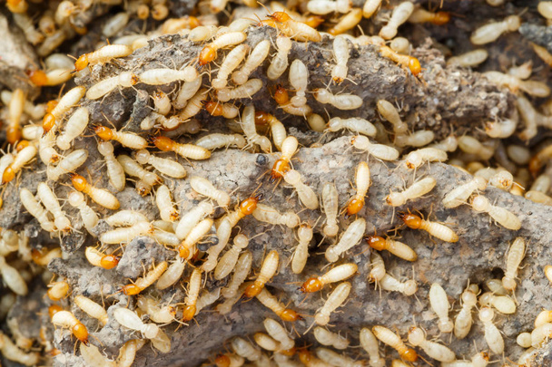 Chiudere termiti o formiche bianche distrutte
 - Foto, immagini