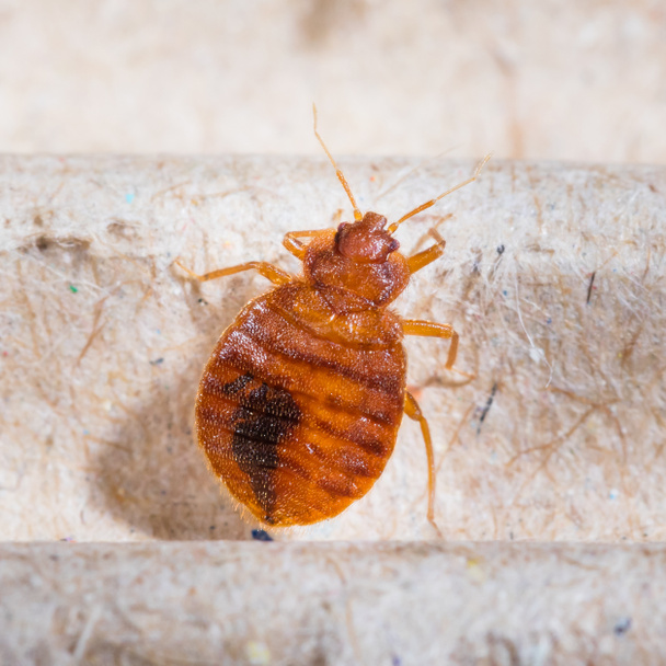 Close up adult cimex lectularius on corrugated recycled paper, bedbug, blood sucker - Photo, Image