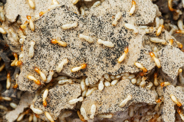 Nahaufnahme Termiten oder weiße Ameisen zerstört - Foto, Bild
