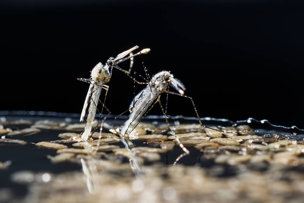 Mosquito anofeles dirus recién nacido
 - Foto, Imagen