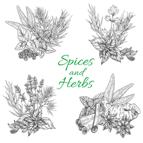 Vector sketch poster of spices and herb seasonings - Vector, Image