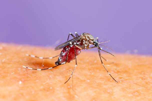 Zanzara Aedes albopictus
 - Foto, immagini