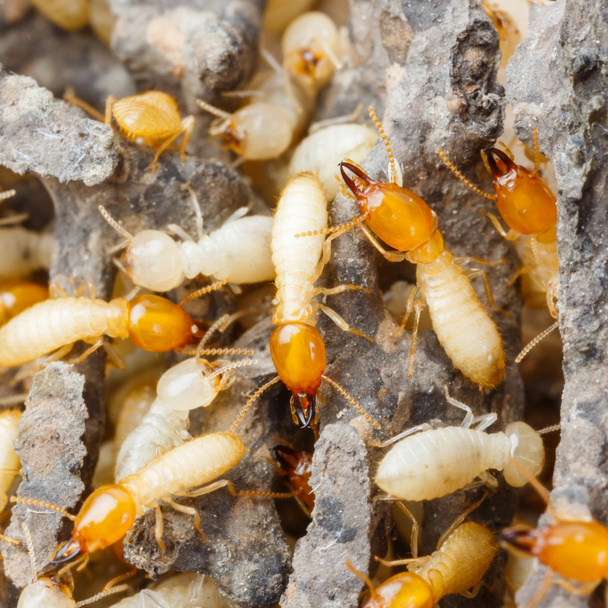 Термиты или белые муравьи
 - Фото, изображение