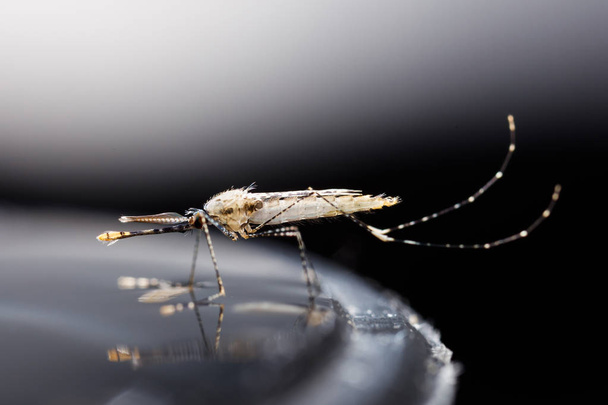 Mosquito recém-nascido anopheles dirus
 - Foto, Imagem