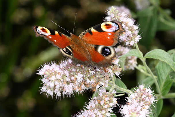 Вид сзади на павлинью бабочку
 - Фото, изображение