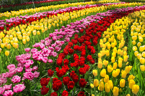 Beautiful spring flowers in Keukenhof park in Netherlands (Holland) - Fotó, kép