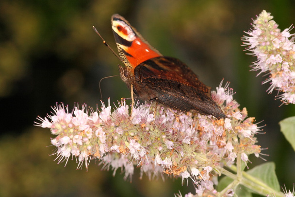 Вид сбоку на павлинью бабочку
 - Фото, изображение
