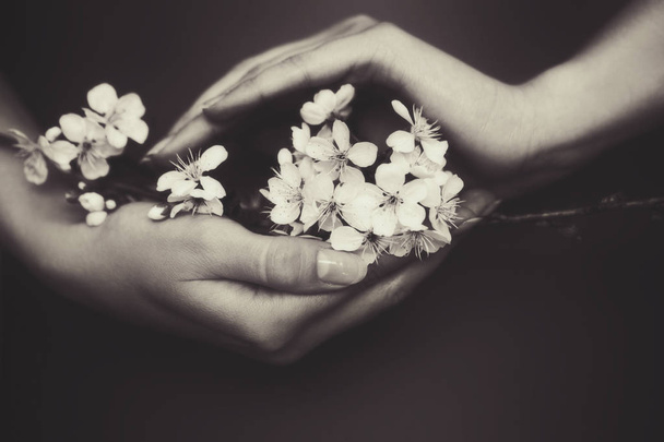 Kleine witte bloemen van kers in maiden handen - Foto, afbeelding