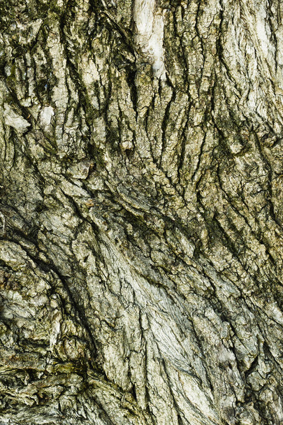 Texturált törzs egy lombhullató fa - Fotó, kép