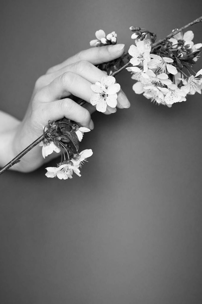 білі квіти вишні в дівочих руках
 - Фото, зображення