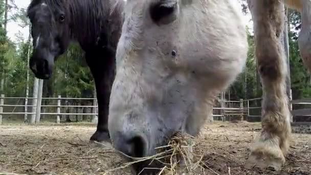 Horses eat hay, bottom view - Video, Çekim