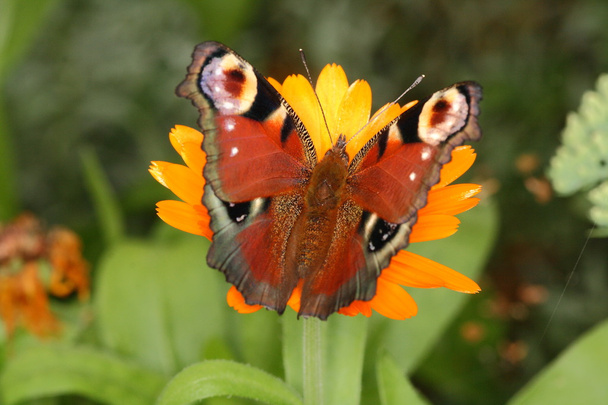 Вид сверху на павлинью бабочку
 - Фото, изображение