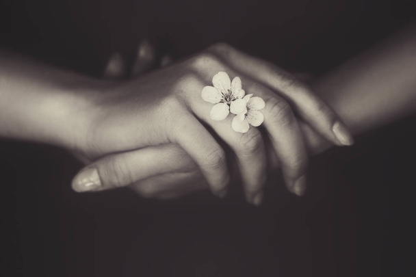 Anillo de flores de cerezo en manos femeninas
 - Foto, imagen