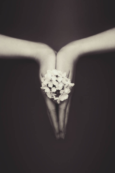Cerises en fleurs blanches dans les paumes des femmes
 - Photo, image