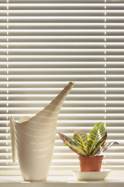 Beltéri növény és az ablakpárkányon locsolókanna - Fotó, kép