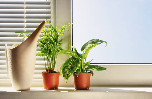 Plantas ornamentales en macetas en el alféizar de la ventana
 - Foto, imagen