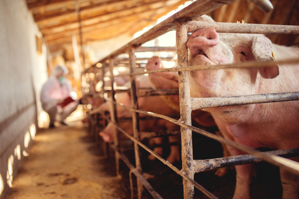 Veteriner muayene domuz çiftliği - Fotoğraf, Görsel