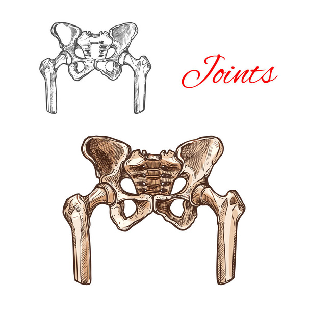 Icono de dibujo vectorial de huesos o articulaciones de la pelvis humana
 - Vector, Imagen