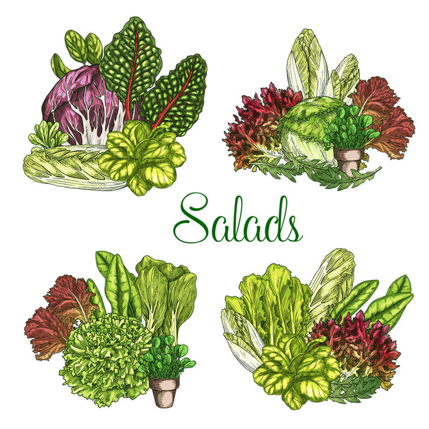 Vector boerderij salades of groene sla groenten - Vector, afbeelding