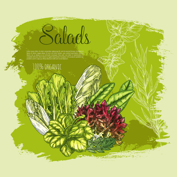 Vector poster salades of groene sla groenten - Vector, afbeelding
