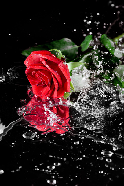 rosa roja con gotas de agua - Foto, Imagen