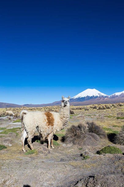 Andské krajina s Prinacota sopka. Parku Sajama, Bolívie - Fotografie, Obrázek