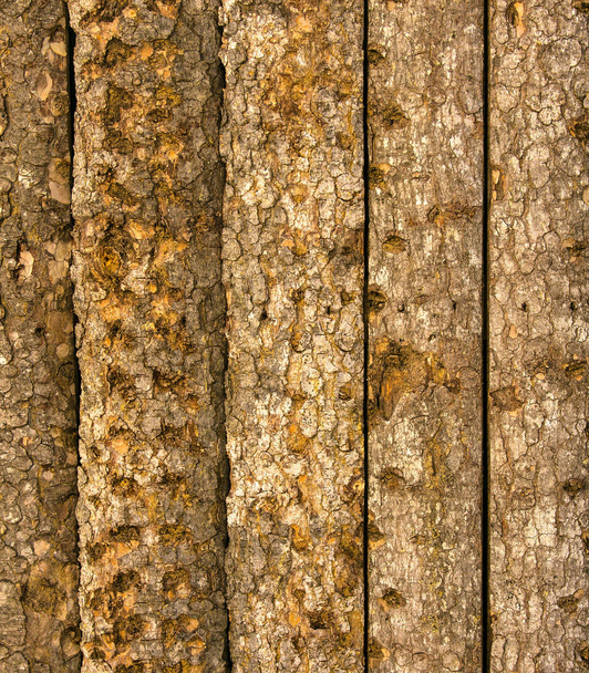 Texture of raw tree bark. - Photo, Image