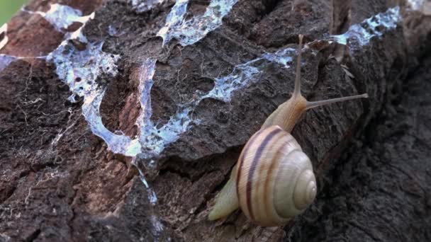 Snail on the slope. Behind the turn, in the depths.Always at home. - Footage, Video