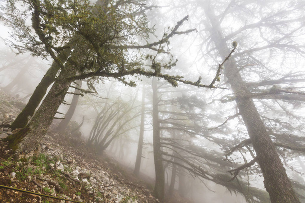 Sihirli sisli orman - Fotoğraf, Görsel