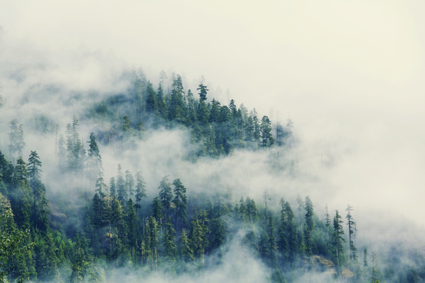 Магія туманні лісу
 - Фото, зображення