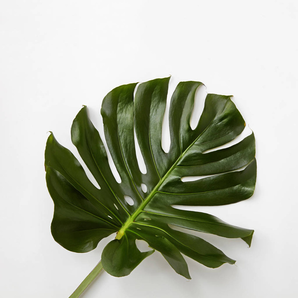 green monstera leaf - Фото, изображение