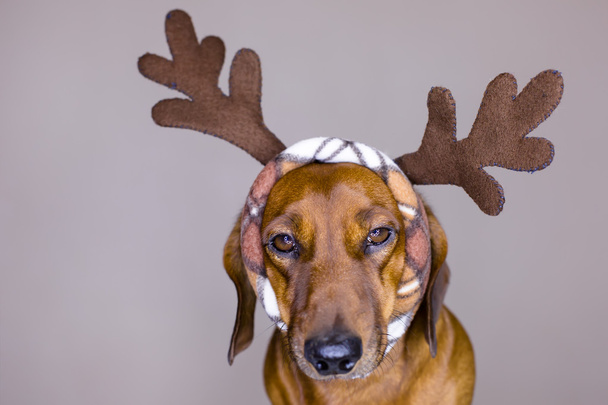 Holiday kutya - Fotó, kép