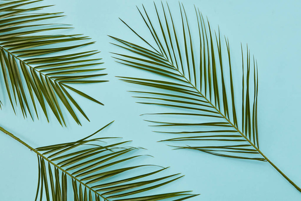 Branches of palm leaves - Фото, зображення