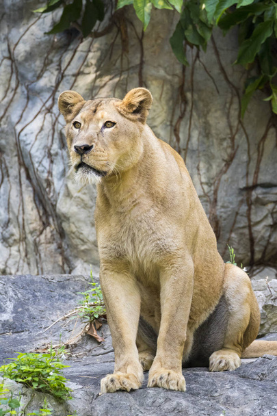 Immagine di un leone femmina sullo sfondo della natura. Animali selvatici
. - Foto, immagini