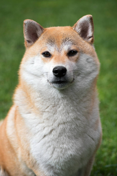 Πορτρέτο του Shiba Inu σκύλου - Φωτογραφία, εικόνα