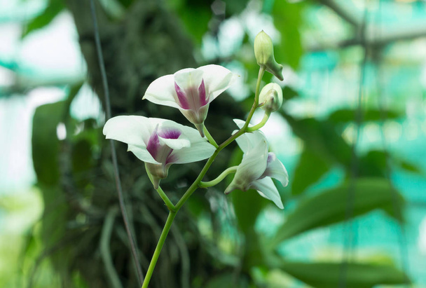Closeup růžová orchidej phalaenopsis - Fotografie, Obrázek