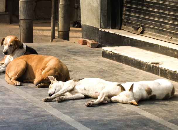 Streunende Hunde sind müde und schlafen auf der Straße. - Foto, Bild