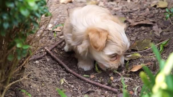 Havanezer pup bitting gras en op een struik als plotseling een andere puppy aanvalt en beide puppys strijden. - Video
