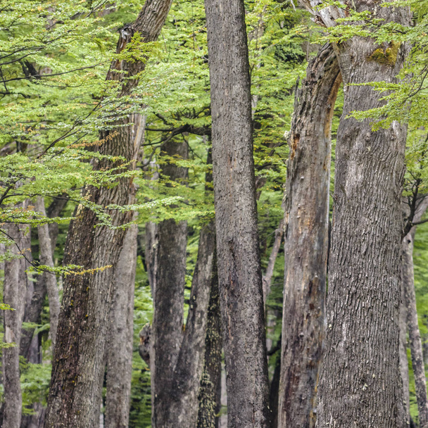 Big Trees at Patagonia Forest - Argentina - Fotoğraf, Görsel