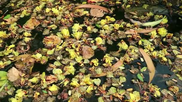 Belles fleurs et feuilles tombées flottant sur l'eau verte
 - Séquence, vidéo